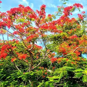Siber , Port-Louis Guadeloupe